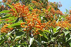 Archivo:Auranticarpa rhombifolia Mt Keira Gardens
