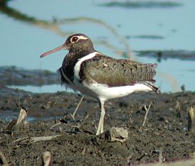 Australian Painted-Snipe female Nov02.JPG