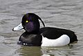 Aythya-fuligula Tufted-Duck