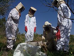 Archivo:Beekeeping at Souss-Massa National Park