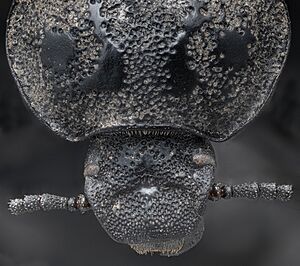 Archivo:Beetle head