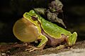 BennyTrapp Hyla intermedia Italien