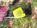 Big Longnose Butterflyfish, Bunaken Island