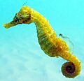 Black Sea fauna Seahorse crop