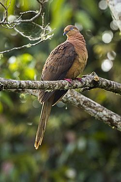Brown Cuckoo-Dove- Lake Eacham - Queensland S4E8018 (22327667126).jpg