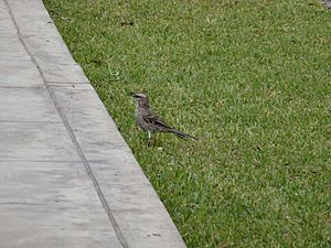 Archivo:Calandria Colilarga (Mimus Longicaudutus)