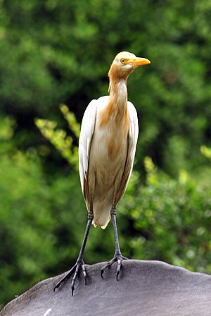 Archivo:Cattle Egret2