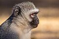 Cercopiteco verde (Chlorocebus pygerythrus), parque nacional Kruger, Sudáfrica, 2018-07-25, DD 58