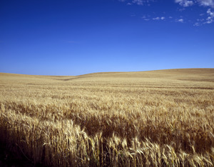 Archivo:Classic Kansas field of waving wheat LCCN2011632245