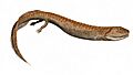 Crassigyrinus BW