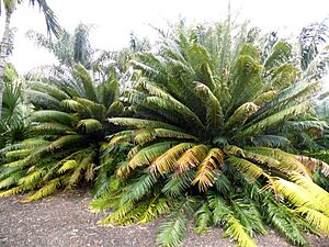 Archivo:Cycas circinalis kz4