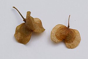 Archivo:Dodonaea viscosa 2x & 3xwinged fruits