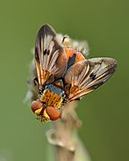 Ectophasia crassipennis male - Keila