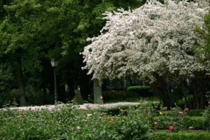 Archivo:Entrada Real Jardín Botánico