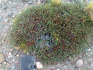 Archivo:Ephedra ochreata