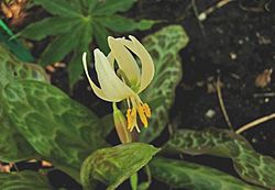 Erythronium citrinum.jpg