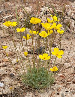 Eschscholzia glyptosperma 6.jpg