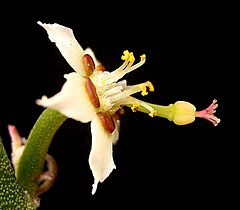 Archivo:Euphorbia antisyphilitica ies