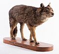 Falkland Island wolf, Dusicyon australis OMNZVT2369 !1pub (cropped)