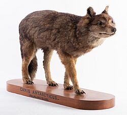 Falkland Island wolf, Dusicyon australis OMNZVT2369 !1pub (cropped).jpg