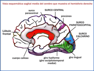 Archivo:Figure3 3-es