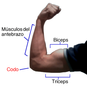 Archivo:Flexión del brazo