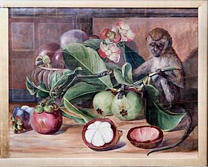 Archivo:Flowers and fruit of the mangosteen, and Singapore monkey, by Marianne North