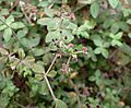 Galium scabrum kz2