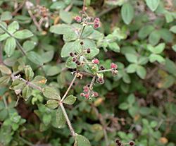 Galium scabrum kz2.JPG