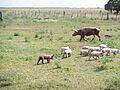 Ganado porcino, en la zona de Comandante Giribone.