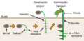 Germination-es