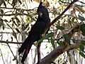 Glossy Black Cockatoo (Calyptorhynchus lathami)