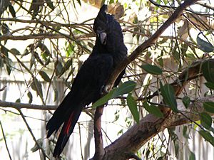 Archivo:Glossy Black Cockatoo (Calyptorhynchus lathami)