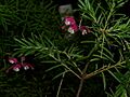 Grevillea rosmarinifolia0