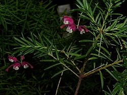 Grevillea rosmarinifolia0.jpg