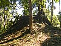 Holtún 55