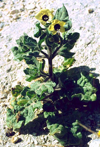 Hyoscyamus albus 1