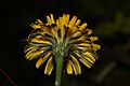 Hypochaeris radicata 3292