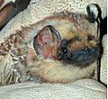 Lasurius cinereus