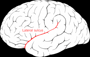 Archivo:Lateral sulcus2