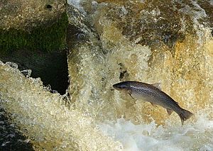 Archivo:Leaping Sea Trout - geograph.org.uk - 1021829