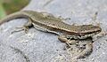 Lezard des Pyrenees