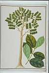 Malacca Teak, William Farquhar Collection of Natural History Drawings.jpg
