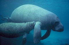 Archivo:Manatee with calf.PD