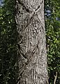 Manilkara-zapota-yucatan