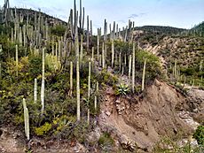Archivo:Miles de Cactus