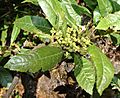 Morella (or Myrica) pubescens (14389459930).jpg