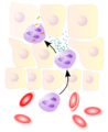 NeutrophilerAktion