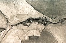 Archivo:Pachypleurosaurus