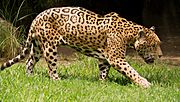 Archivo:Panthera onca palustris (1)